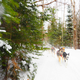 Illustration for article titled Where the Dogs Are: A Dogsledding Photo Diary